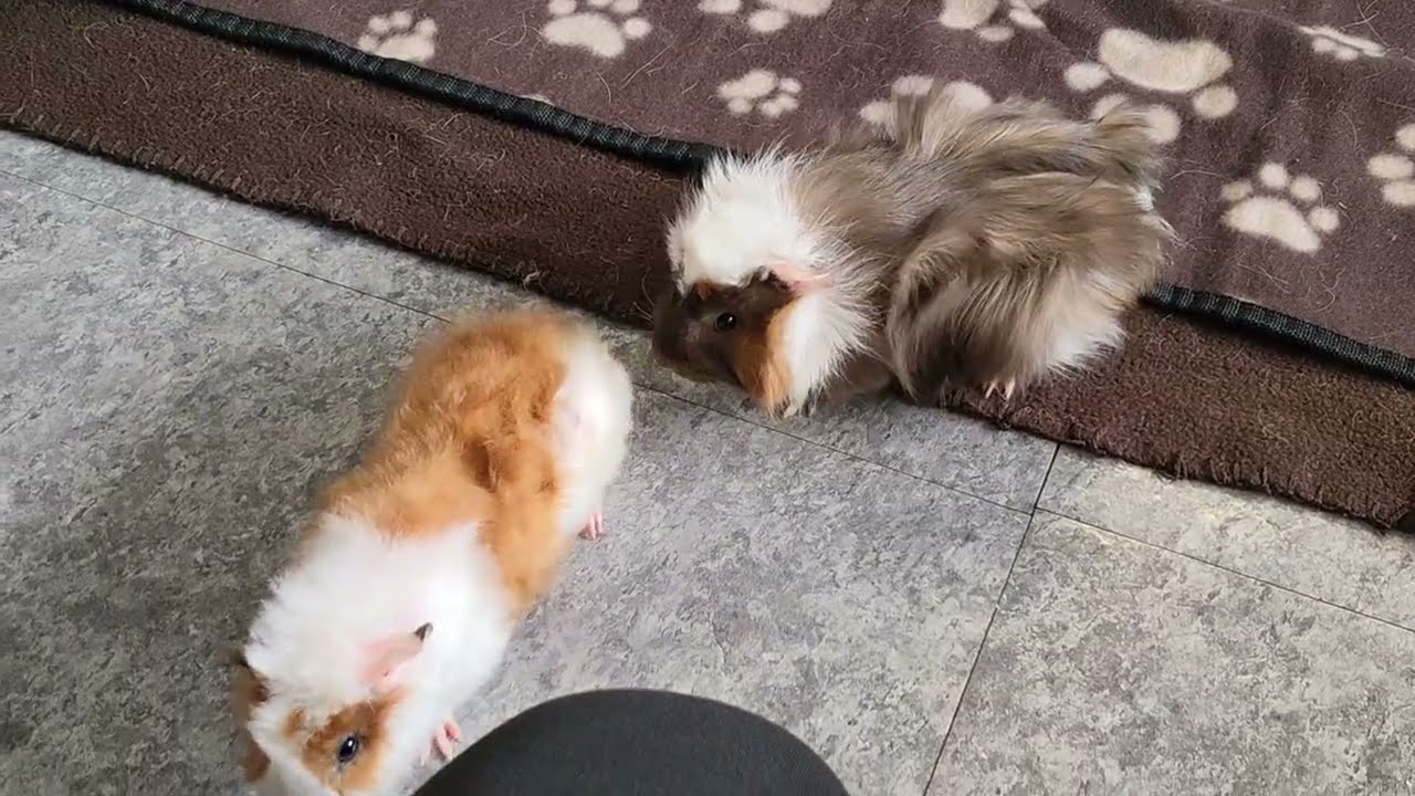 Laut schreiendes Meerschweinchenbaby : Der Ausreißer !