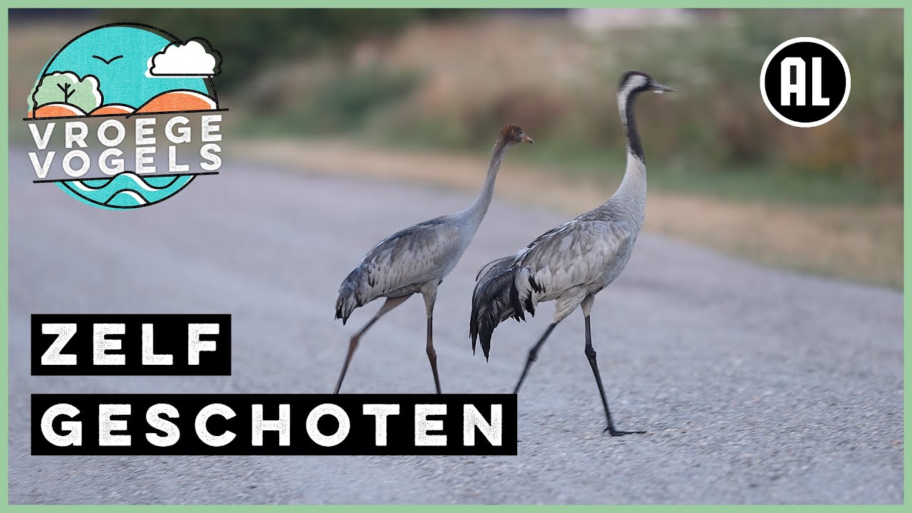 Kraanvogels steken over | Zelf Geschoten | Vroege Vogels