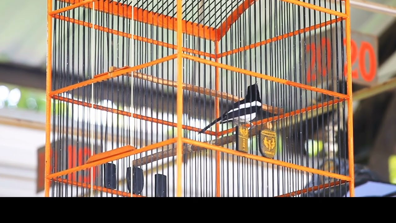KACER SURO PATI | MILIK GSK TEAM | TAMPIL APIK DI GELARAN CBA CIPARI BIRD ARENA 
