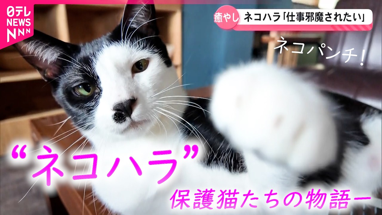 【猫】
