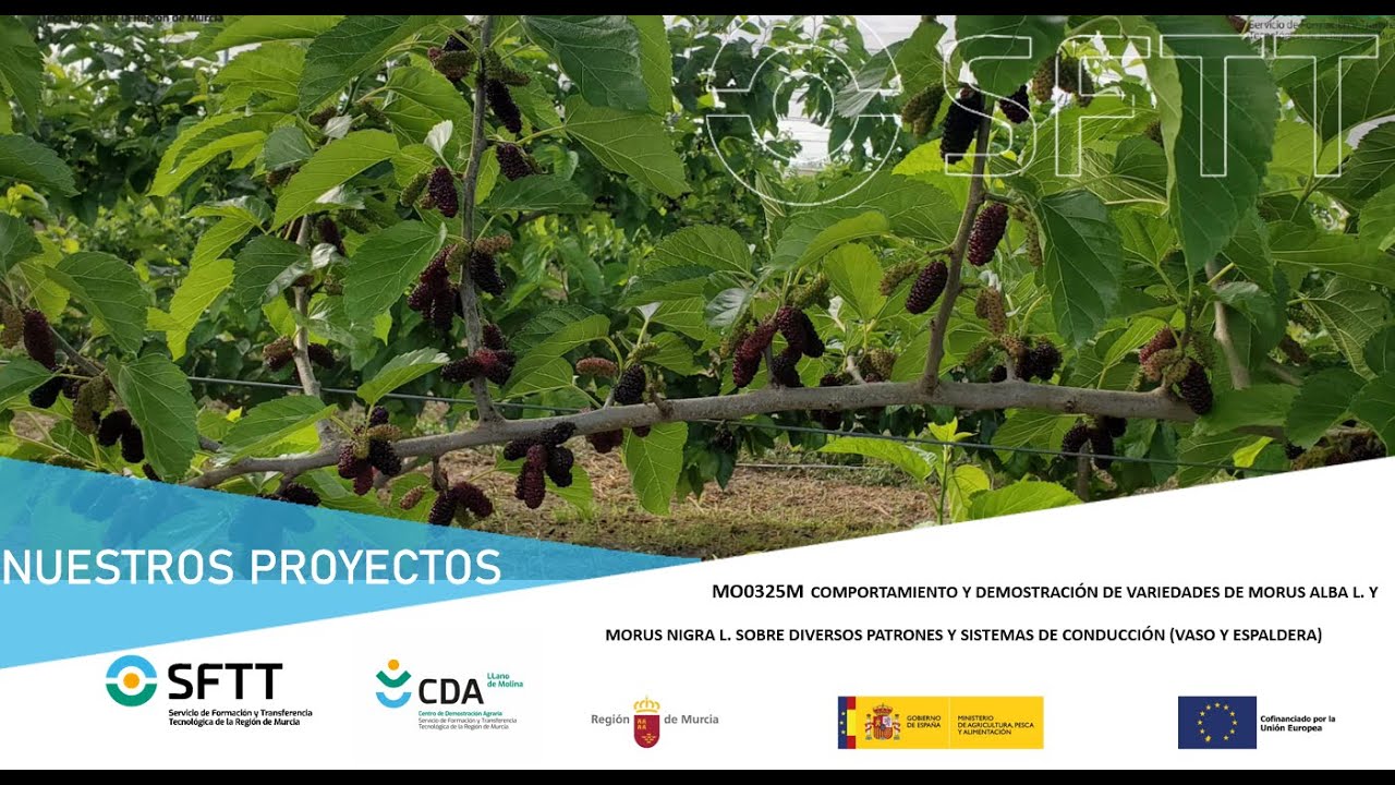 PROYECTO MO0325M COMPORTAMIENTO Y DEMOSTRACIÓN DE VARIEDADES DE MORUS ALBA L. Y MORUS NIGRA L.