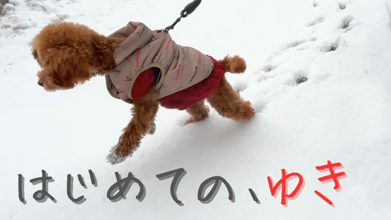 【初体験】鼻を真っ白にして雪道をゆく。スーパーヘソ天から知育玩具まで、トイプードルのリアルな休日