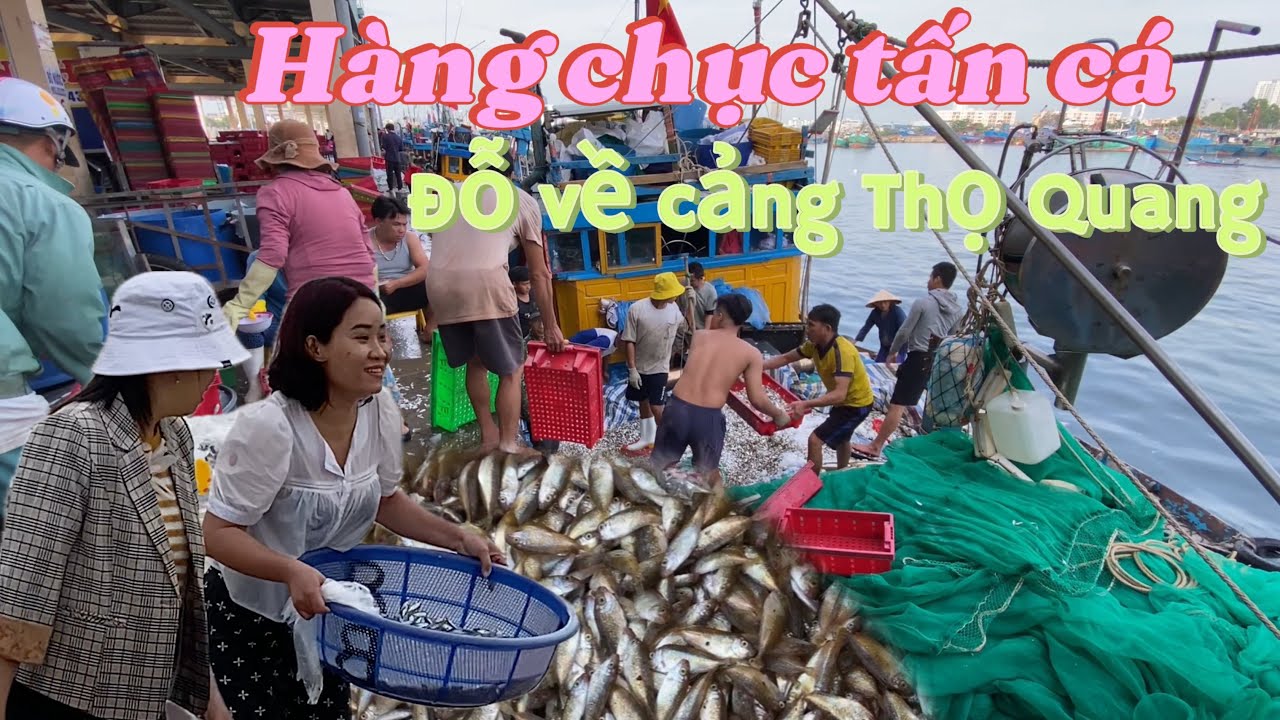 Tiếp tục hàng chục tấn cá dò cập cảng Thọ Quang - ngư dân trúng đậm mùa biển