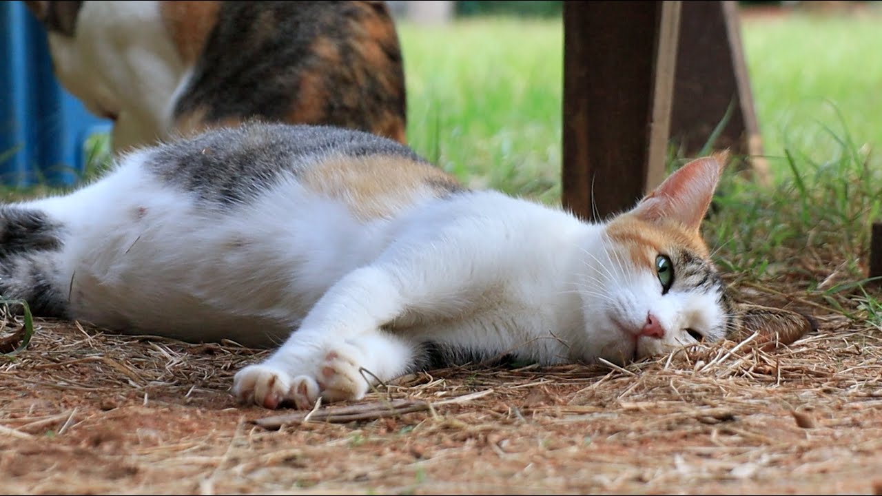 Mother Cat About To Give Birth