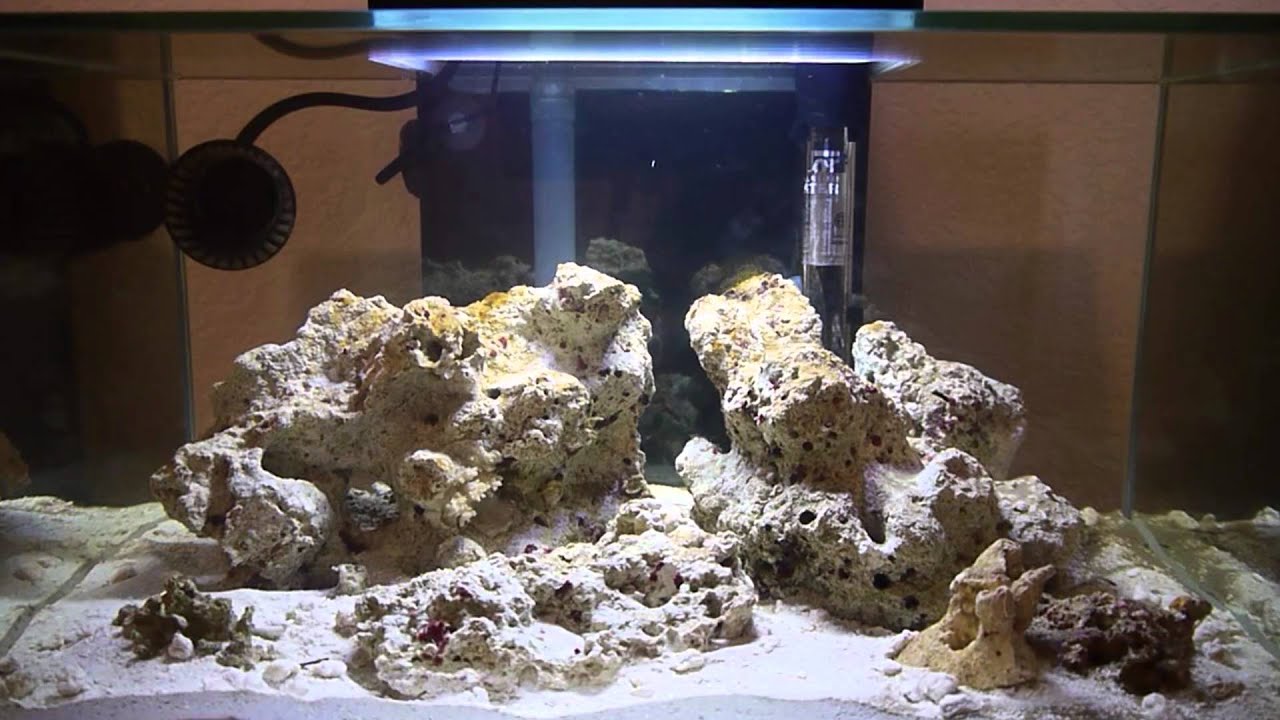 Fluval Edge Reef Tank Series: Part 1