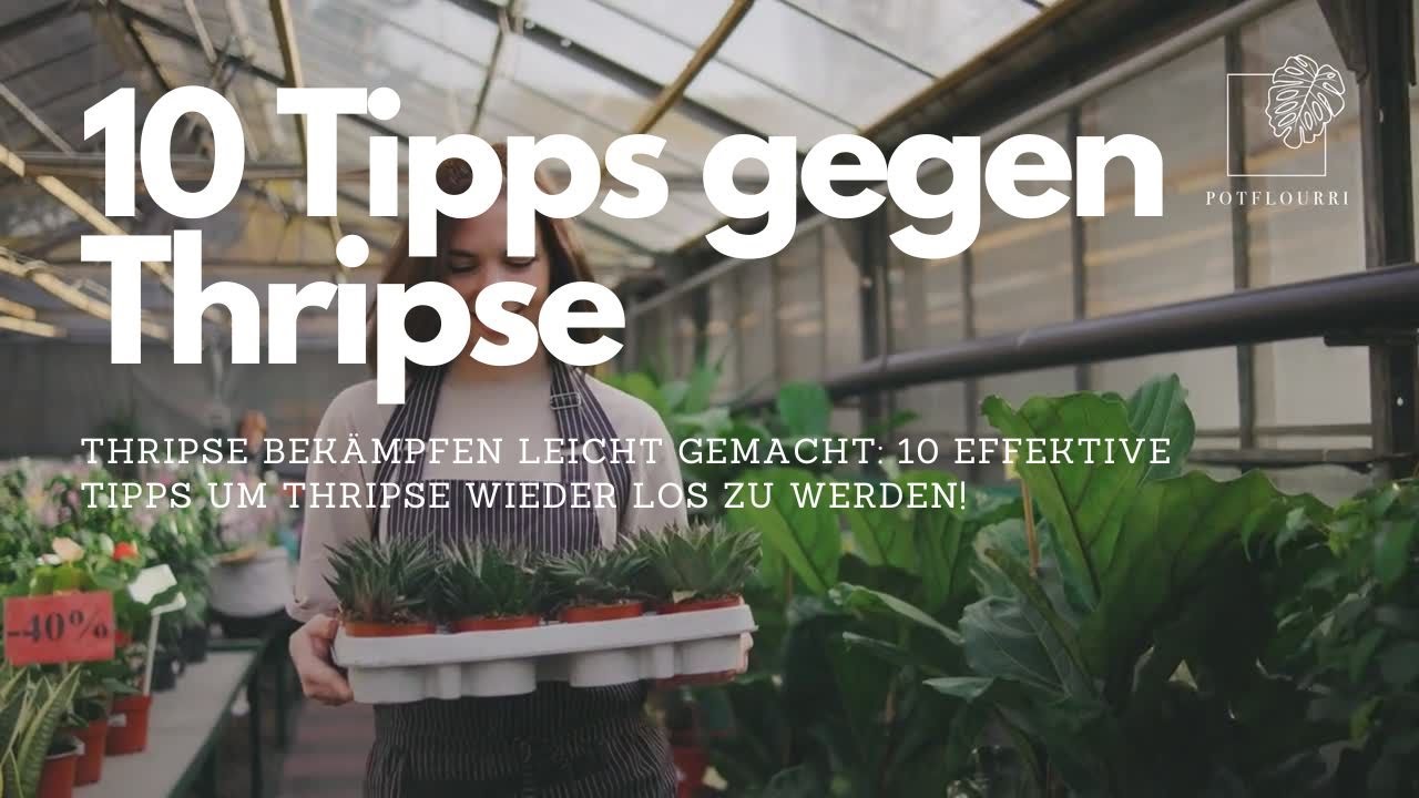 Thripse bek&auml;mpfen leicht gemacht: 10 effektive Tipps! 🌿 I potflourri