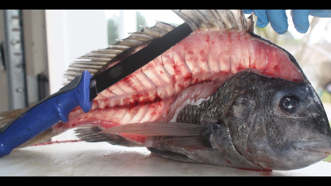 the EASIEST way to clean sheepshead