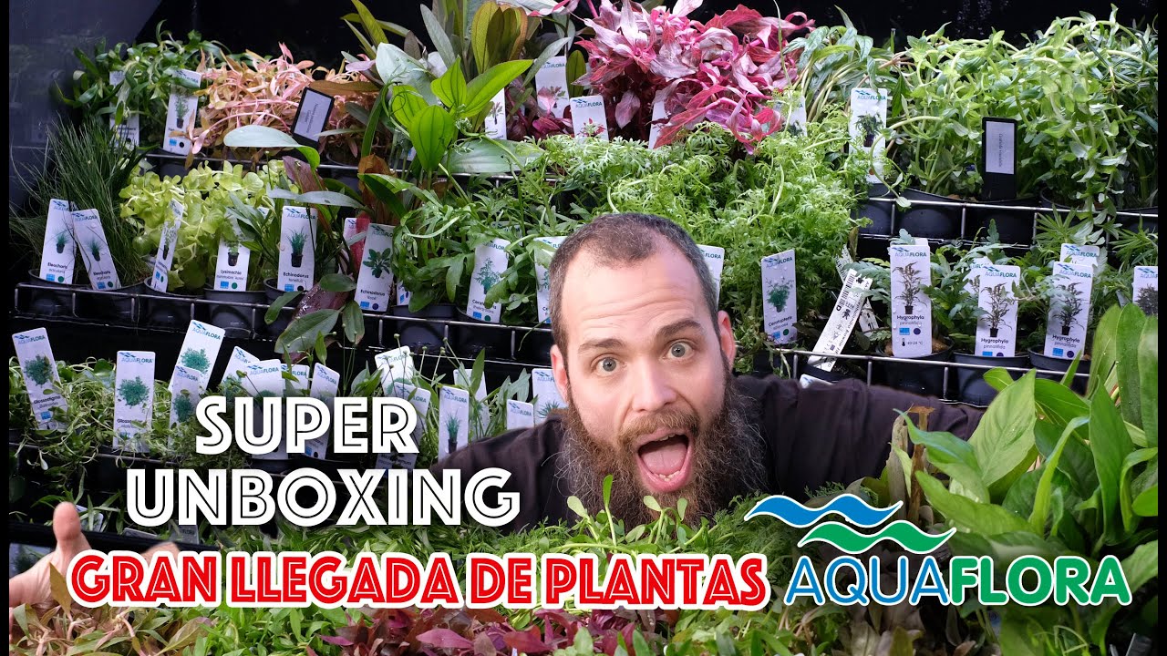 Super unboxing 👍   llegada de plantas 🌿 🌺 ☘️ para acuario de Aquaflora 😍👌