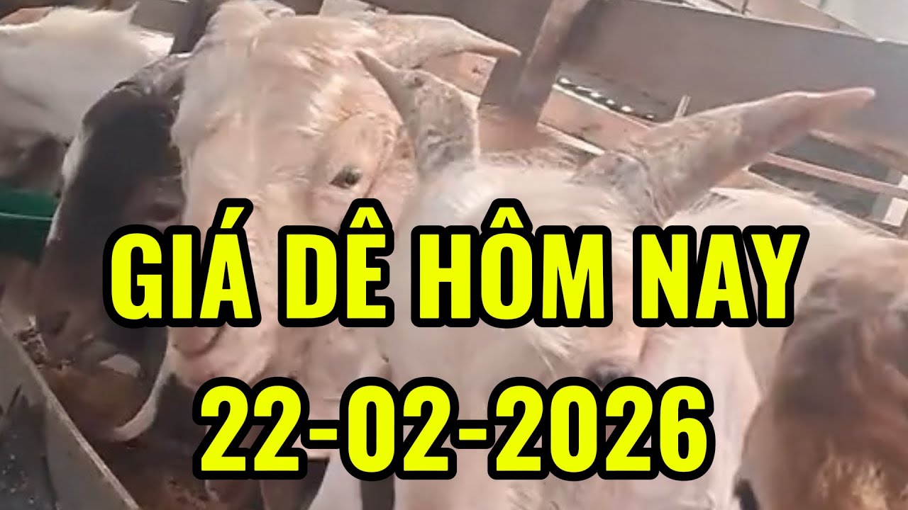 Cập Nhật gi&aacute; d&ecirc; mới nhất h&ocirc;m nay 22/02/2026 | gi&aacute; d&ecirc; đực ( c&aacute;i ) thịt - gi&aacute; d&ecirc; đực ( c&aacute;i ) giống
