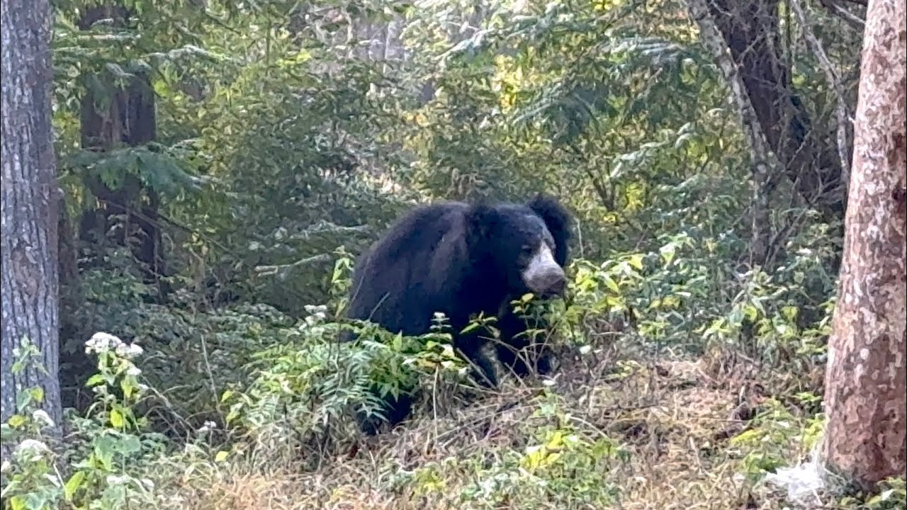 WILD WAYANAD | NAGARHOLE | FOREST DRIVE