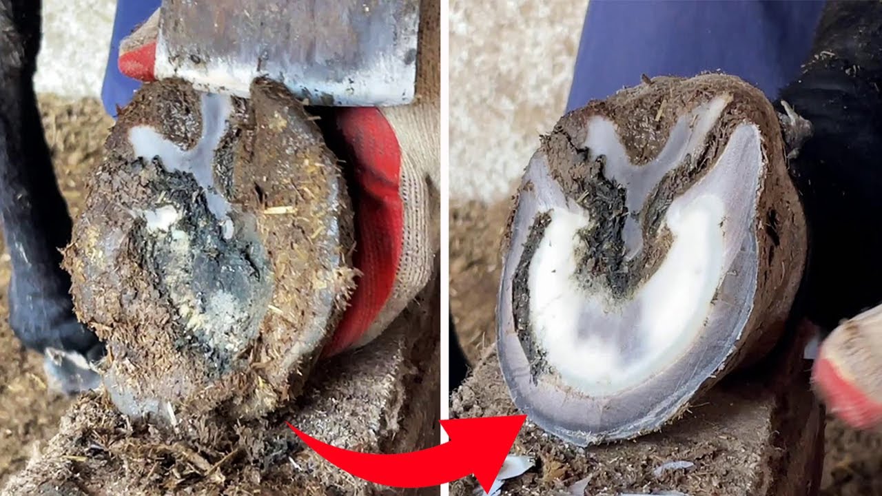 Donkey Hoof Repair Sounds ASMR Decompression 【Black Donkey Prince】