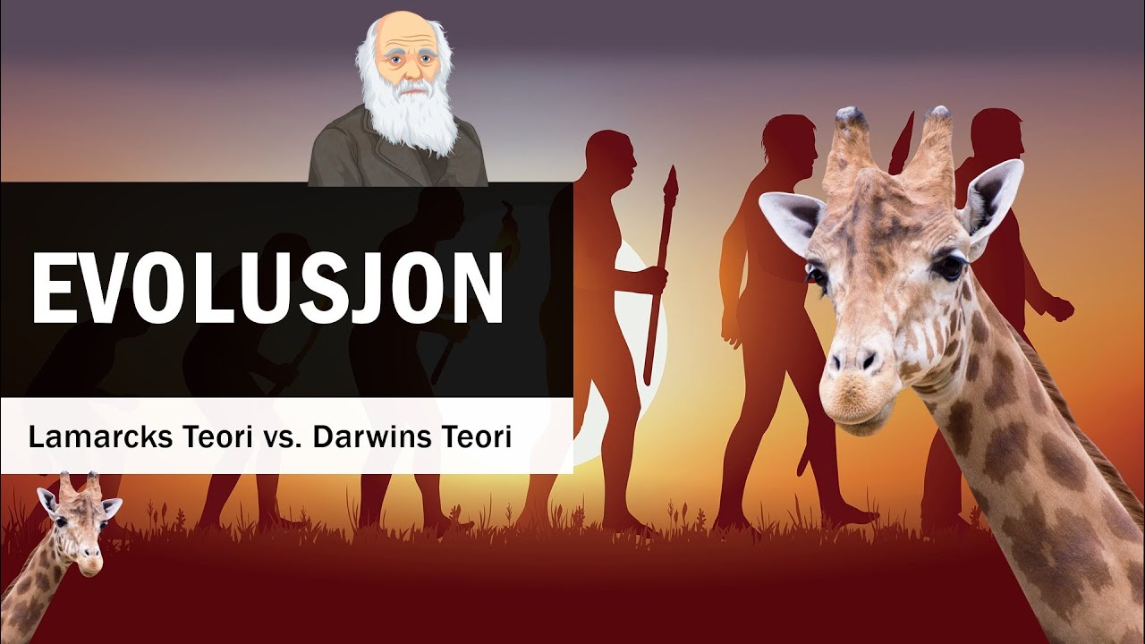 Evolusjon: Lamarcks Teori vs  Darwins Teori 🦒🧬🦒