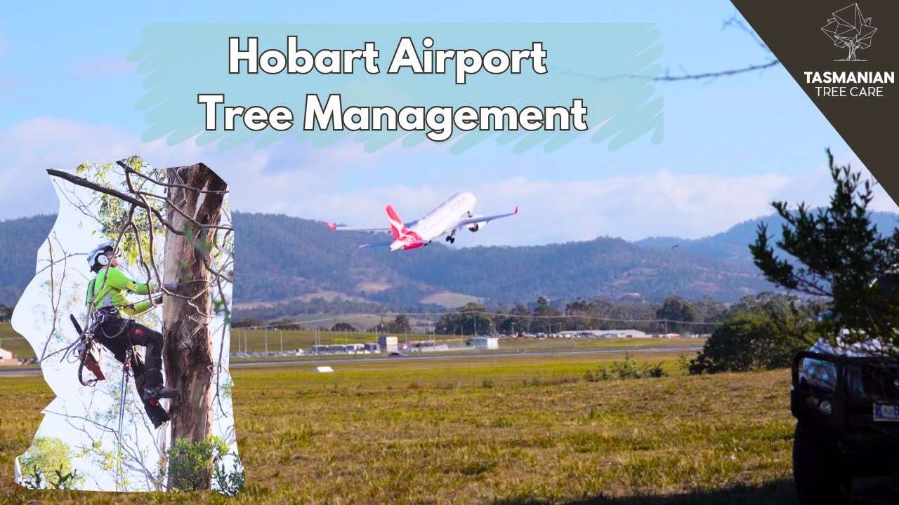 Tree Management at Hobart Airport - Tasmania