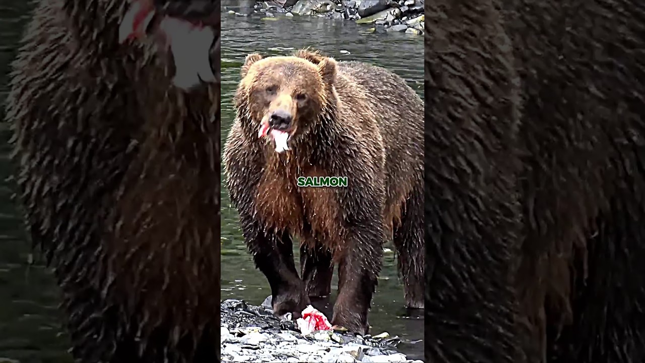 Joe Rogan on Why Kodiak Bears are Peaceful