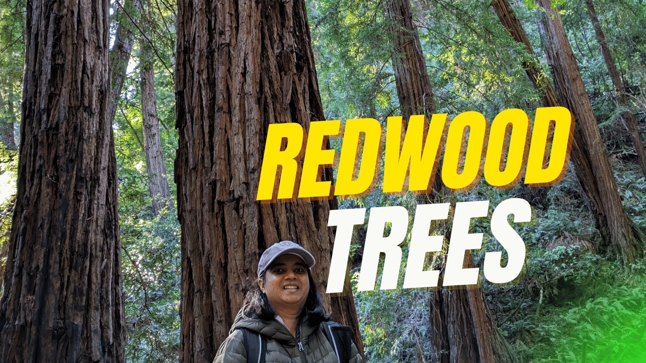 Muir woods national monument| First Vlog | Redwoods | California | Sequoia Trees