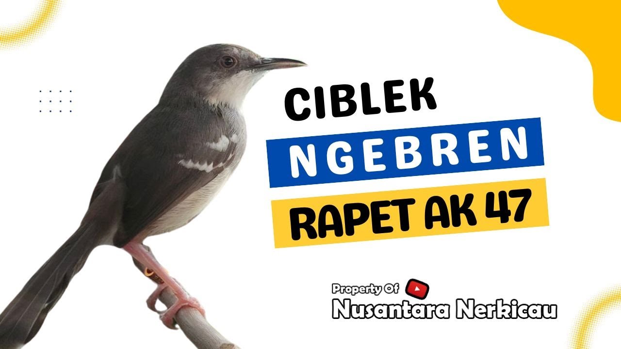 Ciblek Bren Rapat AK 47