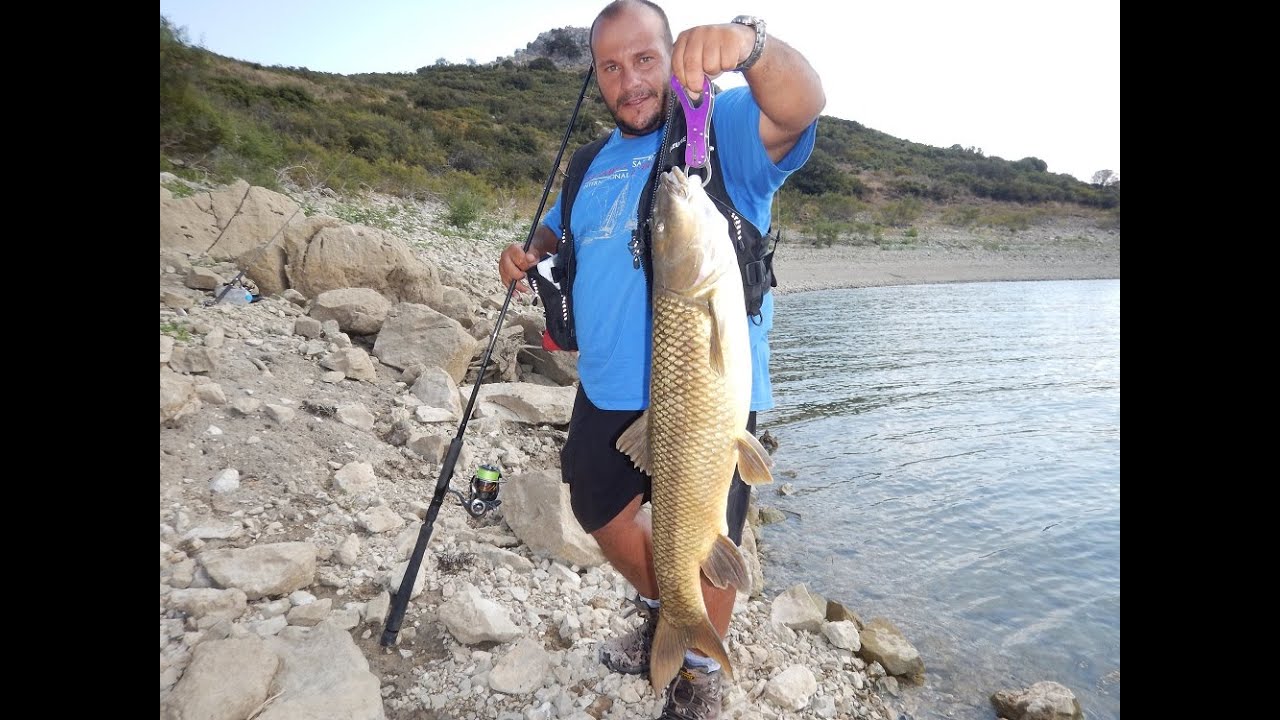 Huge Barbel on Realis Spinbait 80. Feat ZENAQ Plaisir Answer 88