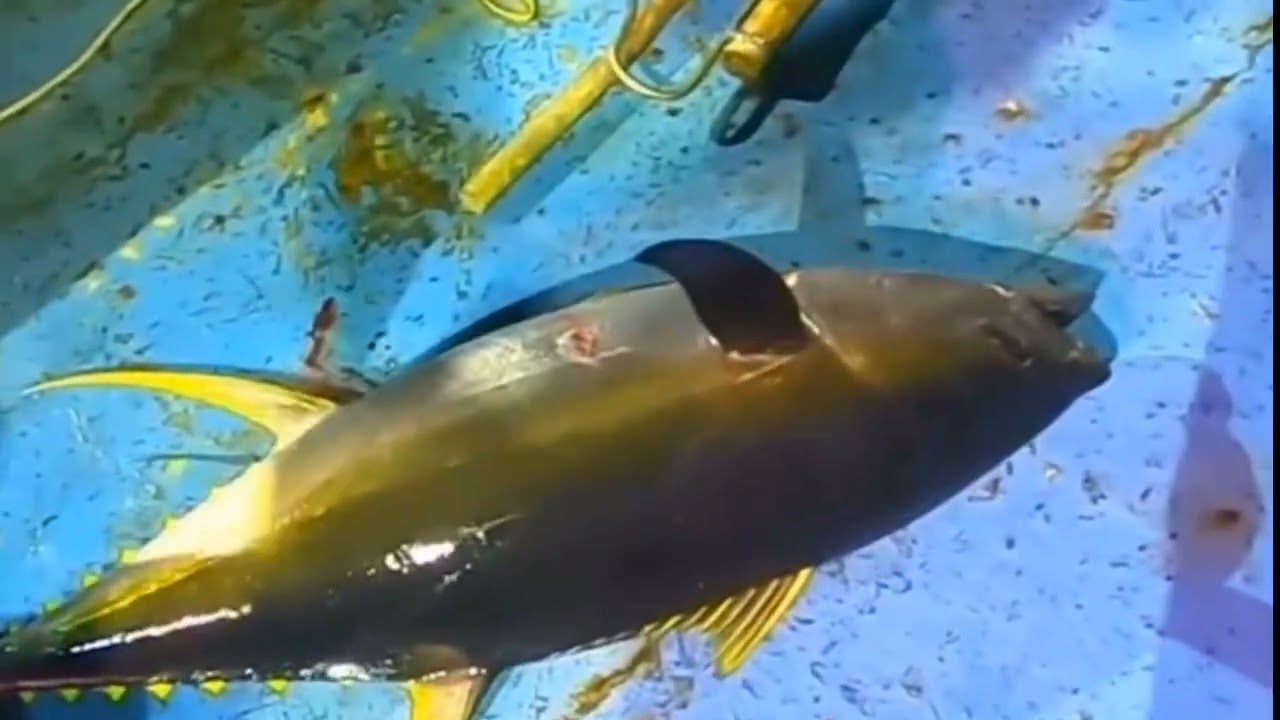 Cận cảnh anh em câu cá ngừ đại dương và kéo lưới mực xà #@Trân Nguyên 77 vlog #.