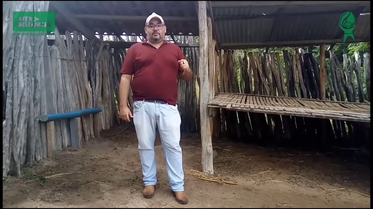 Cuidado com as cabras prenhas
