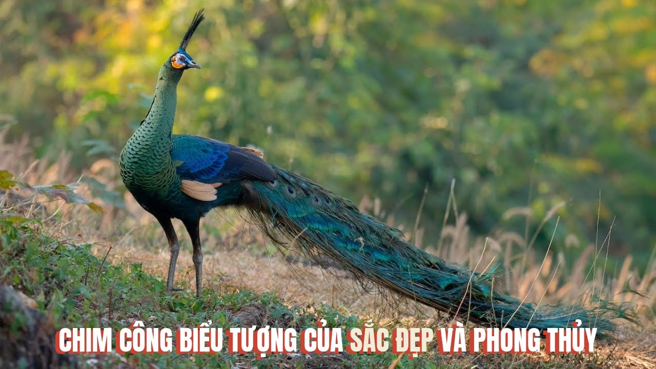 C&ocirc;ng Pavo muticus | Chim C&ocirc;ng Việt Nam | C&ocirc;ng m&aacute; V&agrave;ng | Khổng tước | C&ocirc;ng lục | Green Peafowl