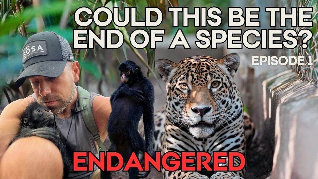 Inside the Fight to Save Black Spider Monkeys