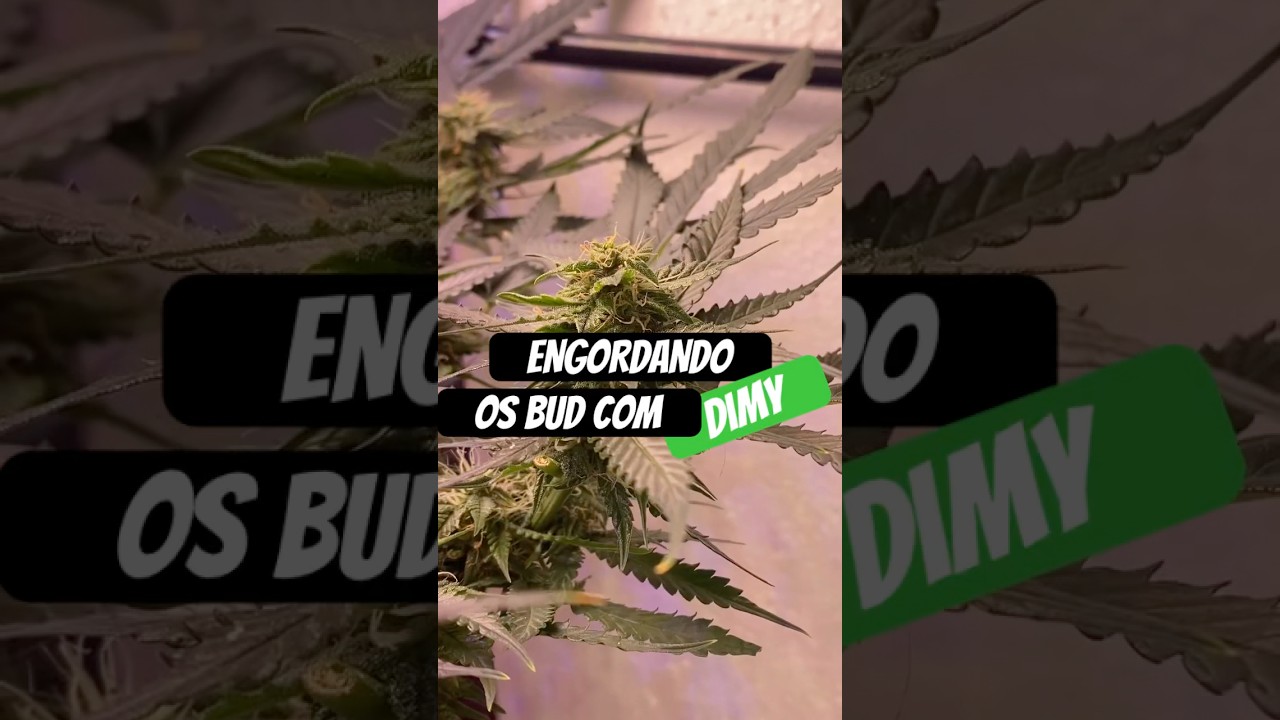 3&ordf; Semana de Flora: Como Engordo os Buds | Cultivo de Cannabis com 24k Gold Seed