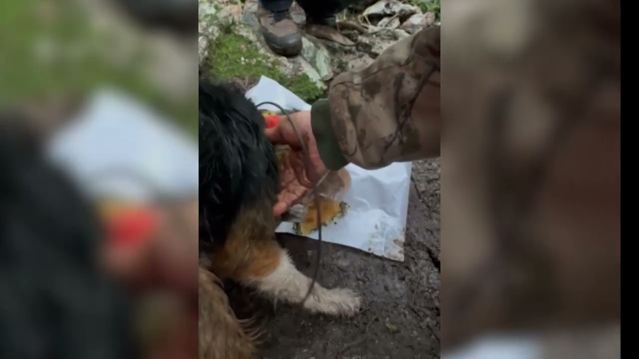 Διάσωση σκύλου από κυνηγούς της Πιερίας