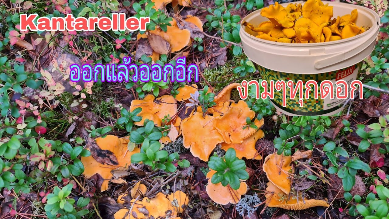 เก็บห็ดเหลือง,Kantareller , ออกรอบสองใหญ่ๆอวบๆ /สาวกาฬสินธุ์ คนไกลบ้าน