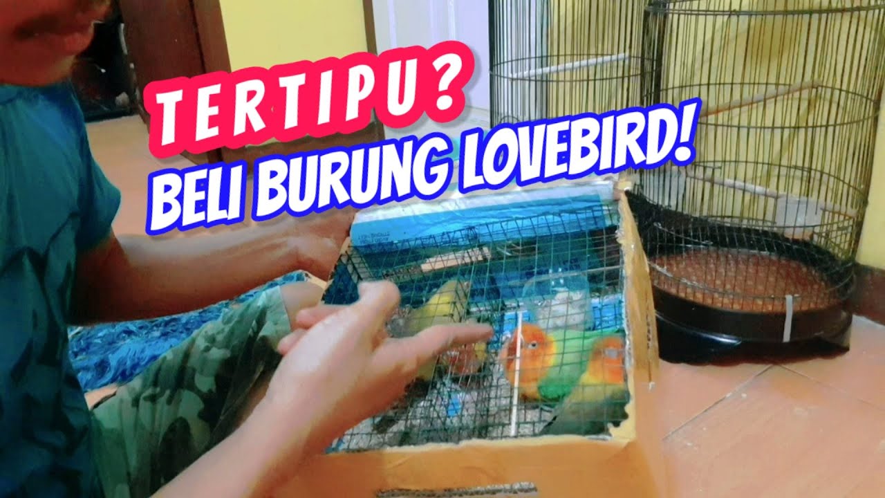 Unboxing Burung Lovebird yang dibeli Online lewat Sosmed seperti Facebook dan Instagram