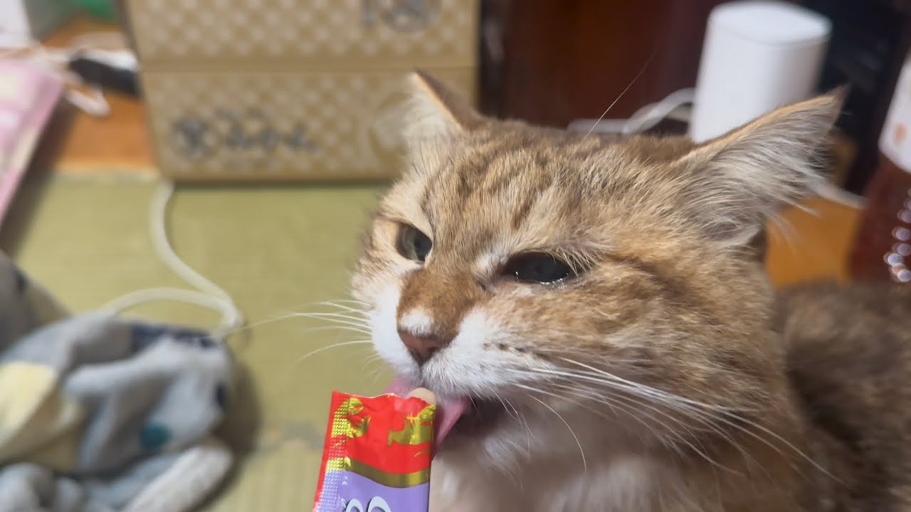 この家の猫たちのご紹介-ルビー- Purring Cat ASMR