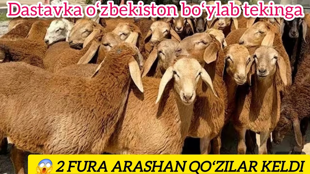 😱 ARASHAN QOʻCHQORLARNI YIRIKLARIDAN NARXI ARZONLARIDAN KELDI SHOSHILING