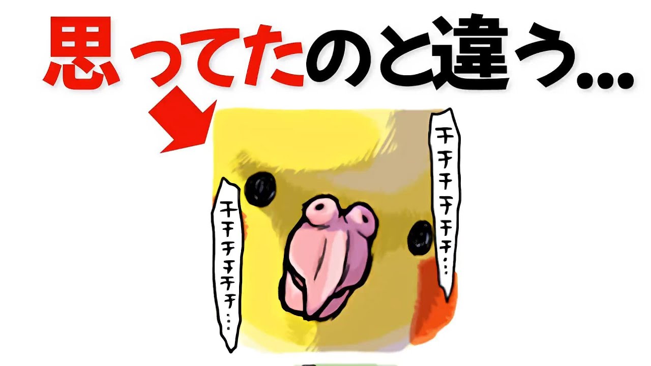 初心者ほど危険！オカメインコを飼う前に絶対知ってほしい現実4選【不安と注意】【雑学】