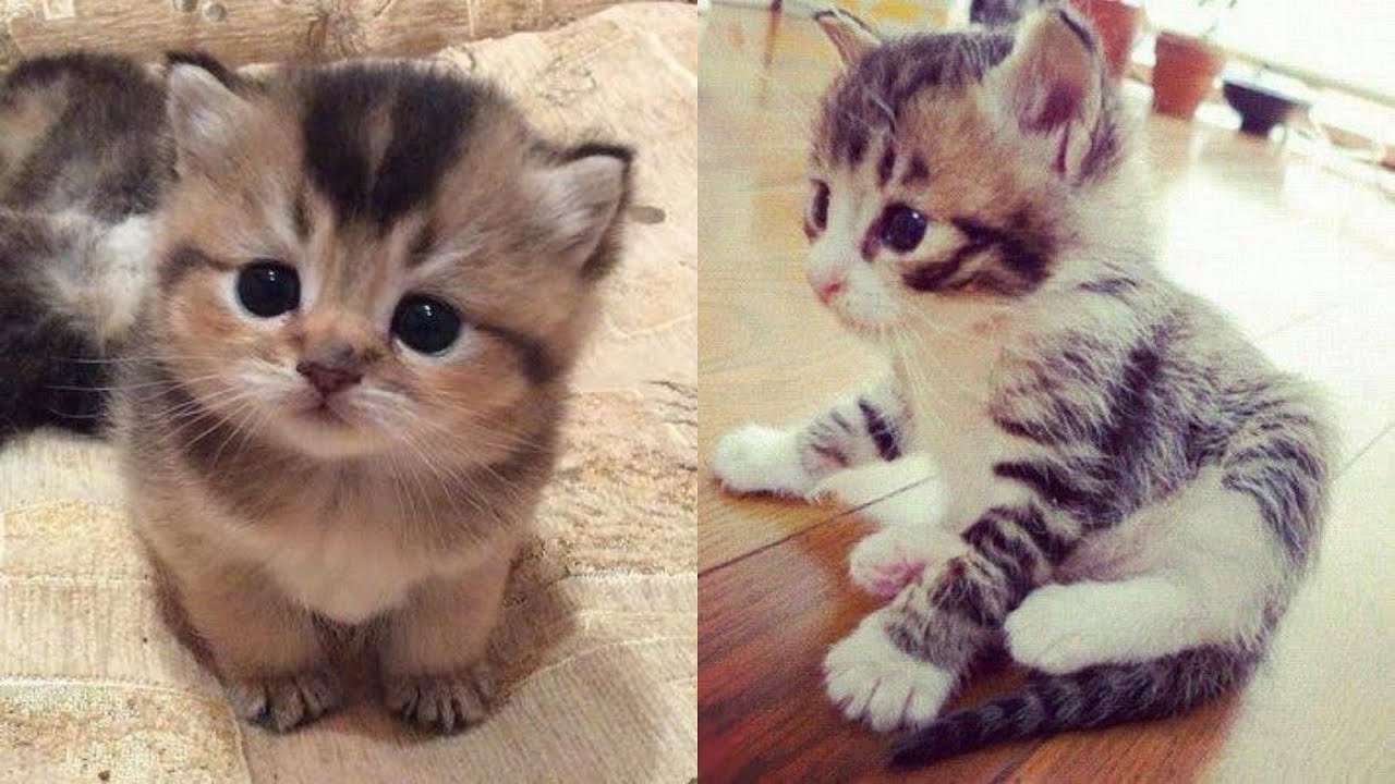 Funny Cats and Kittens Compilation | Baby Cats - Cute and Funny Cat Videos | Kids Loves TV | fails