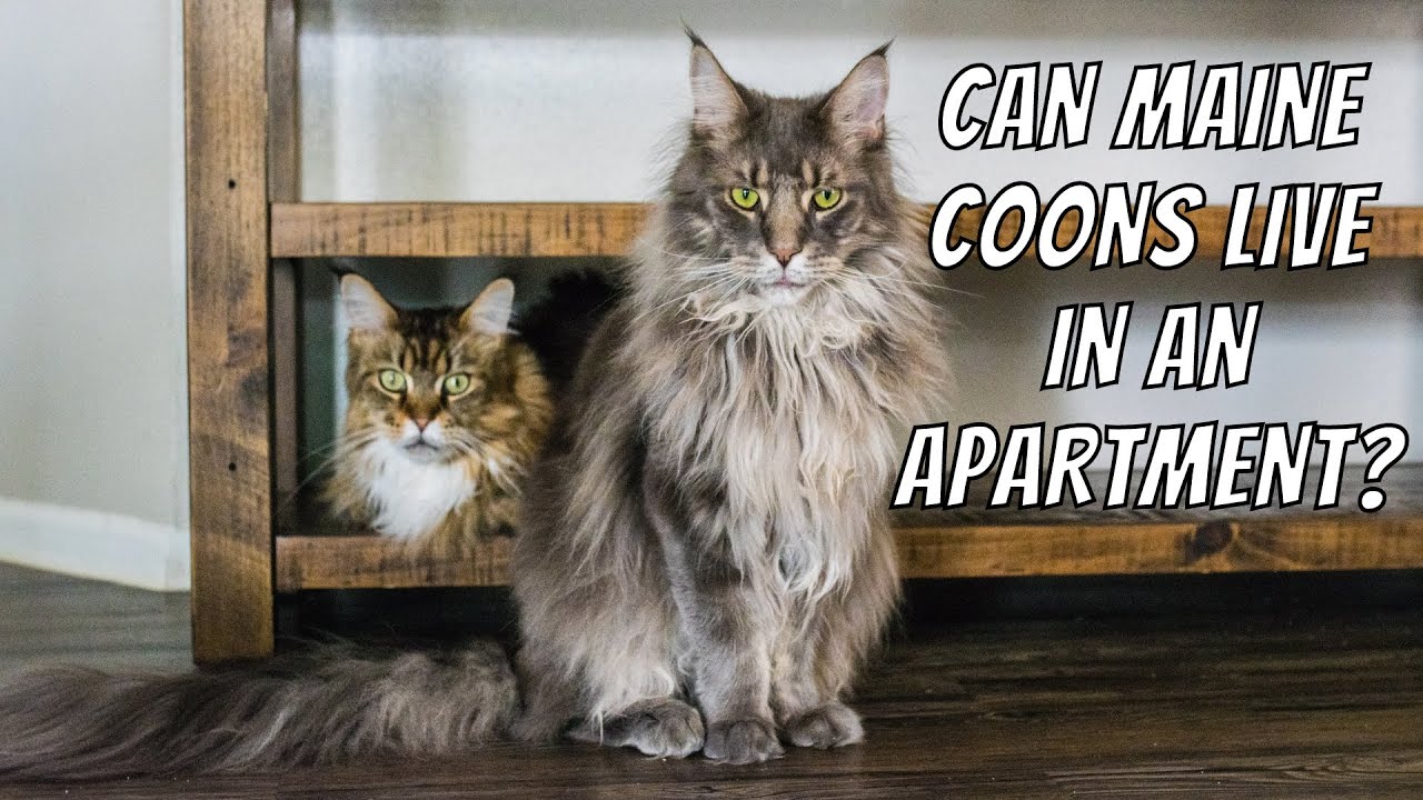 Can Maine Coons Live in an APARTMENT?