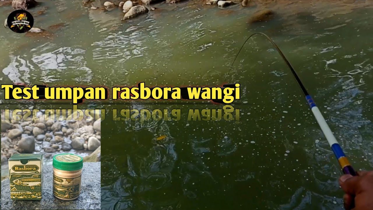 Mancing di sungai test umpan rasbora wangi asillnya di luar dugaan