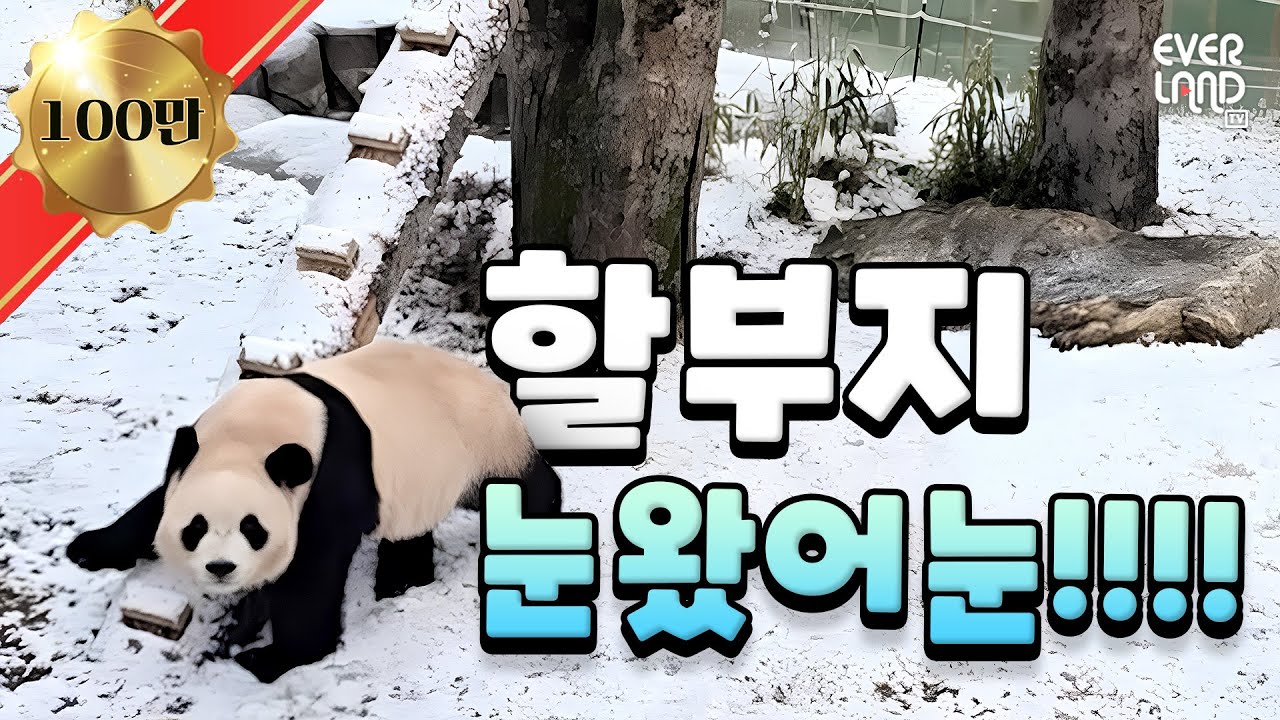 #EVENT 첫눈 오는 이런 오후에 루후에게 전화를 걸수만 있다면 기쁠텐데☃️ | #판다와쏭 #235 #이벤트