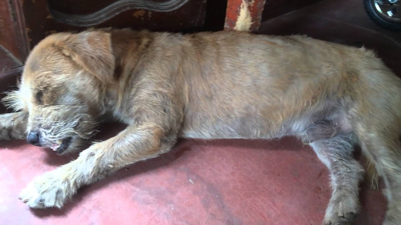 Qué tal perro pa' pajero... XD