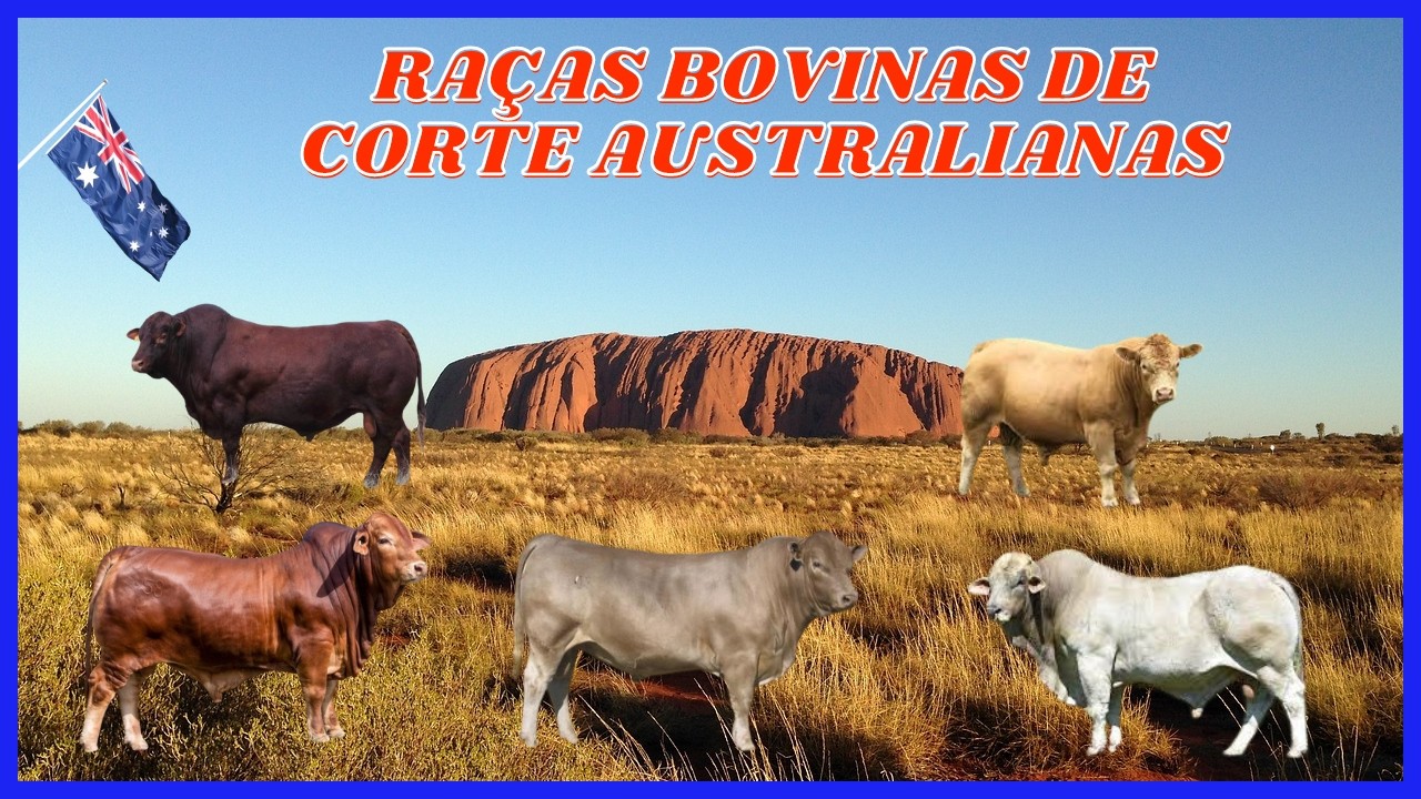 Top 5 Raças de Gado de Corte da Austrália: Eficiência e Qualidade! #boi #vaca #touro #bois #vacas