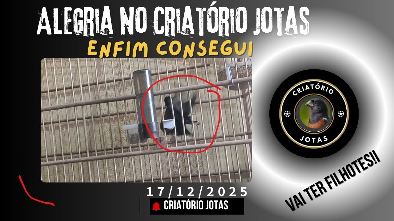 Veja COMO consegui fazer o Pequeno Orfeu cruzar com a Valquiria!