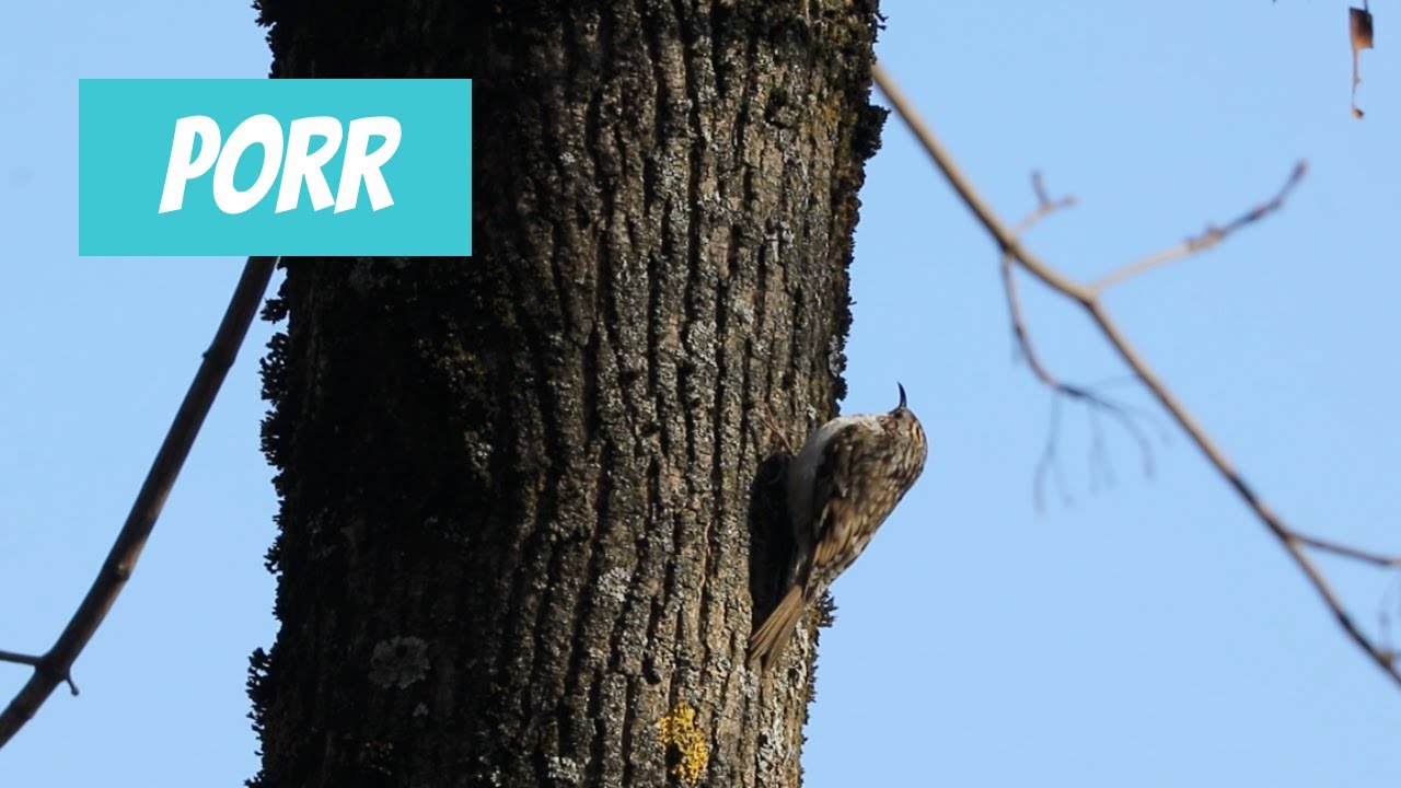 Porr (Certhia familiaris; Eurasian Treecreeper)