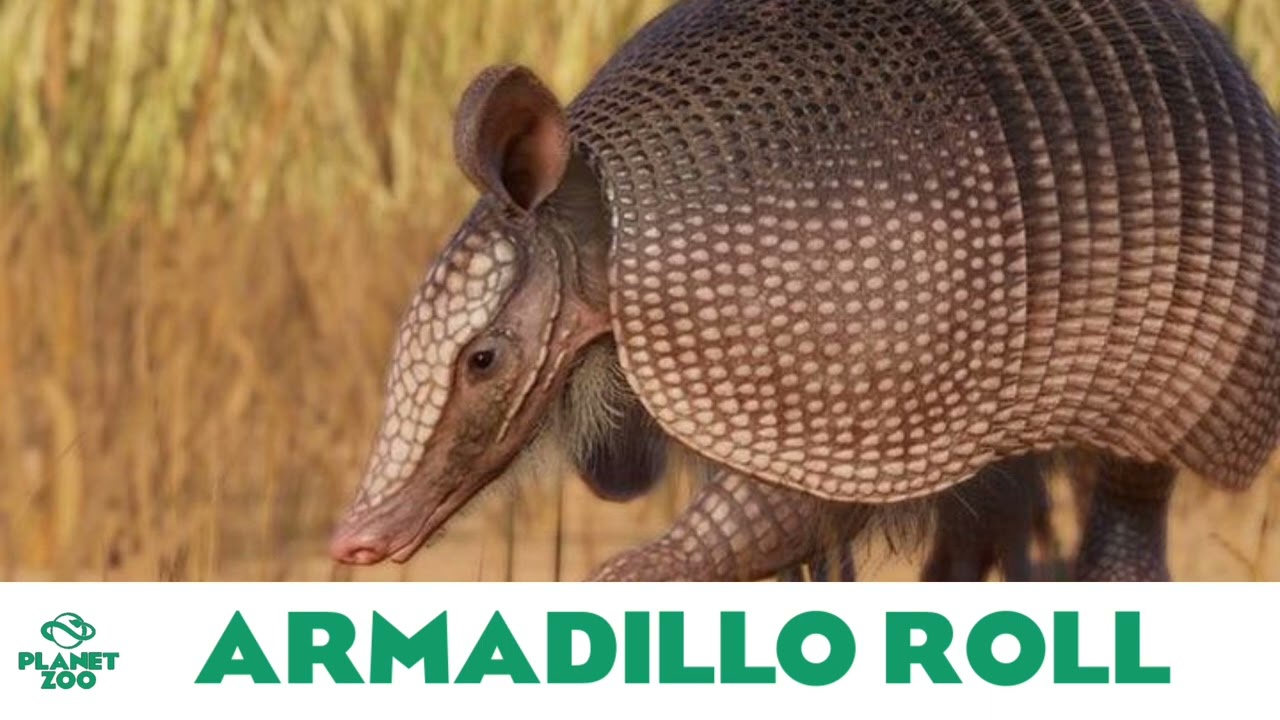 Planet Zoo: Armadillo Roll - Planet Zoo Music/Base Game