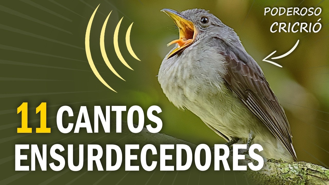 11 AVES com CANTOS ENSURDECEDORES!