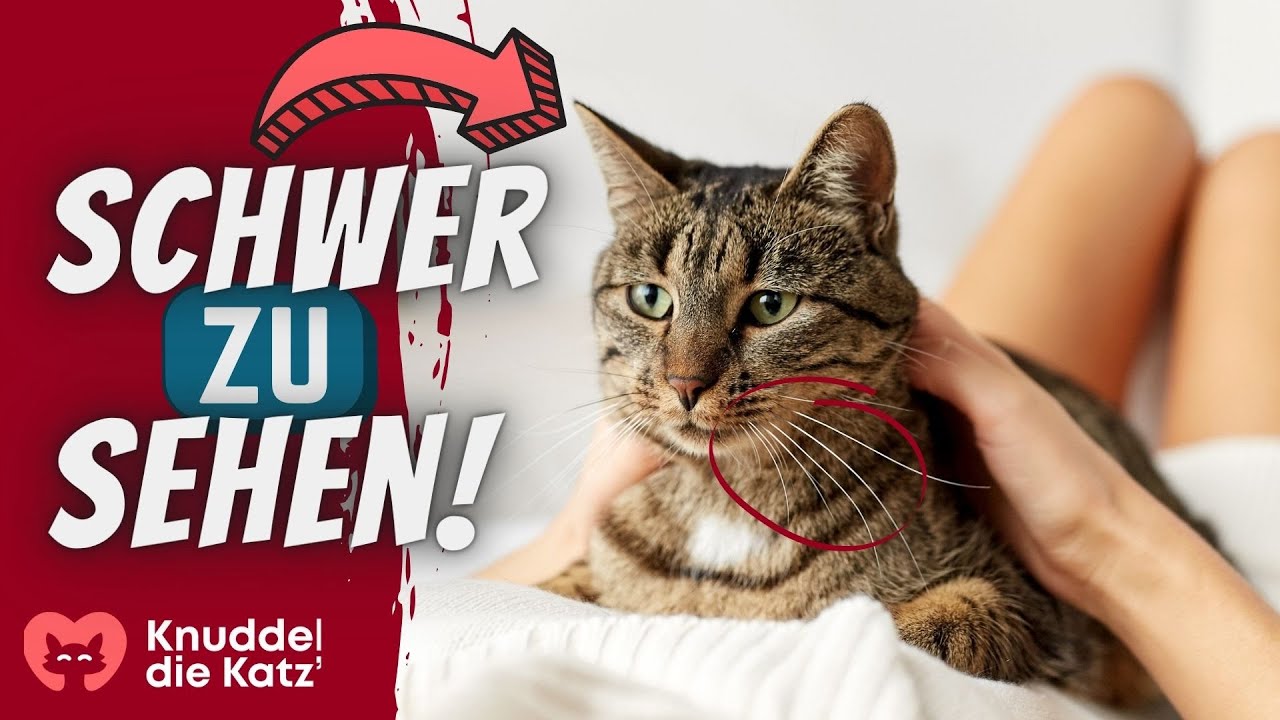 Wenn sich deine Katze SO verhält, ist sie extrem gestresst!