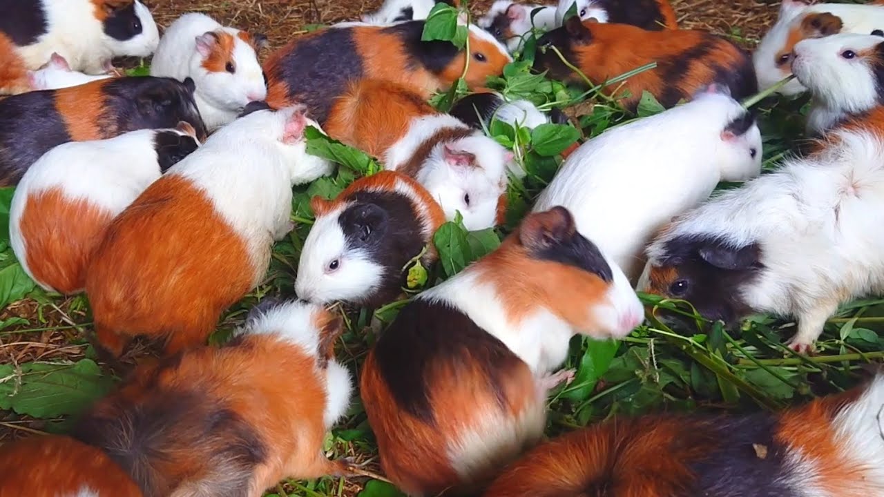 Guinea pigs eating asmr, guinea pig at home, cute baby guinea pigs, guinea pig eating grass 