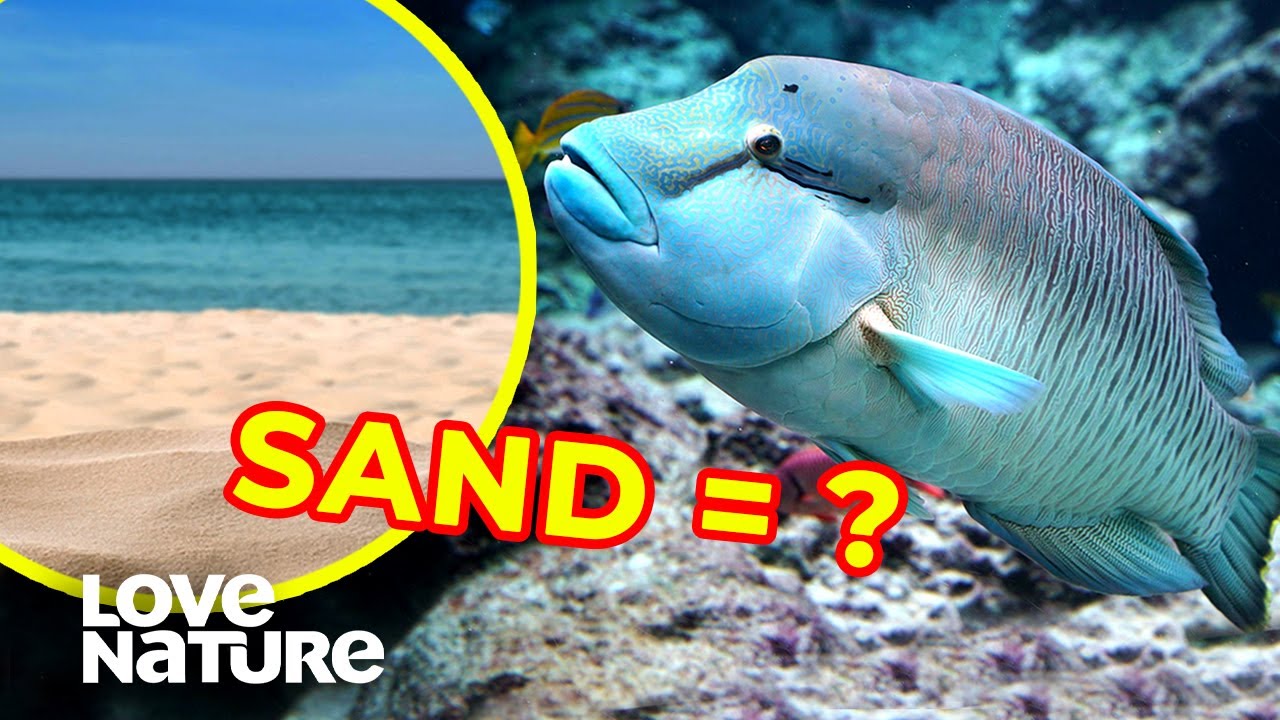 Parrotfish Build Beaches with Their WHAT?! | Love Nature