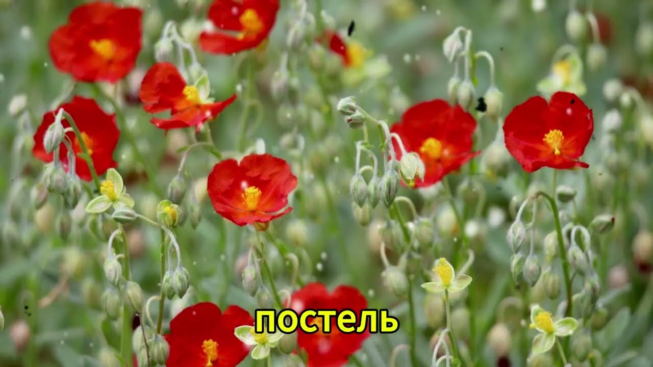 НА ДАЧЕ С ТЕЩЕЙ ЗАНИМАЛИСЬ ЭТИМ... l РАССКАЖУ ТЕБЕ. ЛЮБОВНЫЕ ИСТОРИИ.