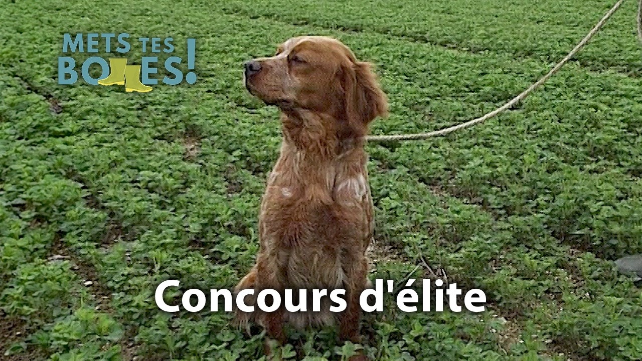 Comment choisit-on les meilleurs chiens de chasse ?