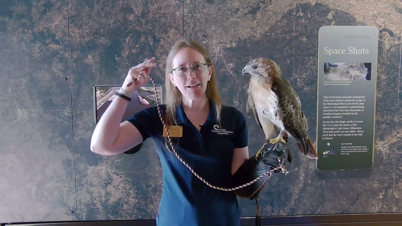 Meet an Animal Ambassador - Red-Tailed Hawk