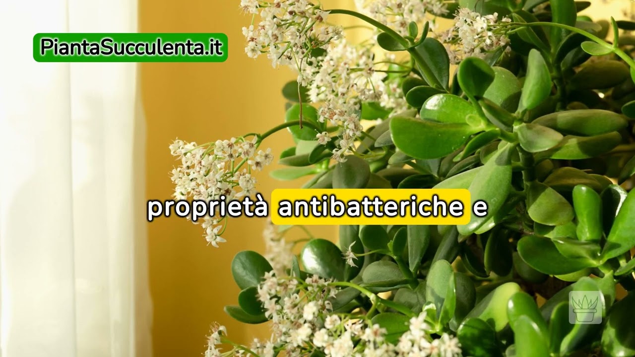 Albero di giada: prepara il miglior fertilizzante fatto in casa per far fiorire la tua succulenta