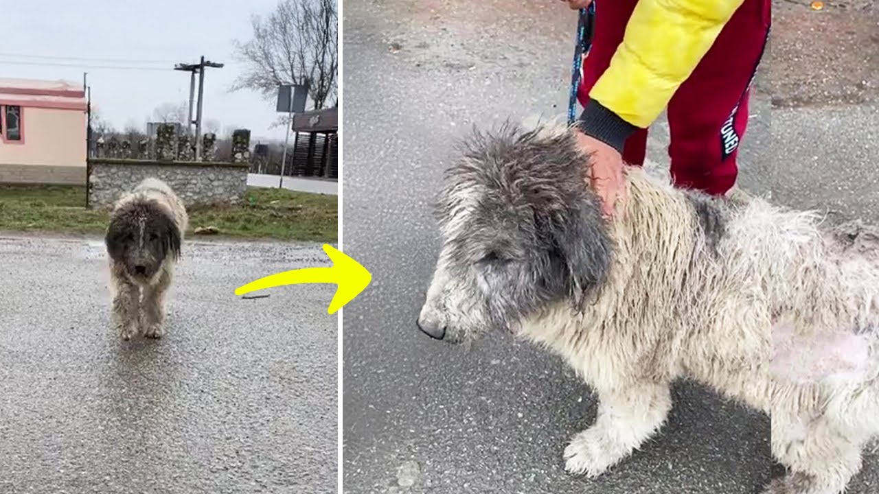 She Thought It Was a Stray — Then It Recognized Her… and the Truth Broke Her Heart
